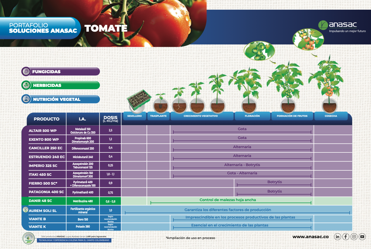 TOMATE 1