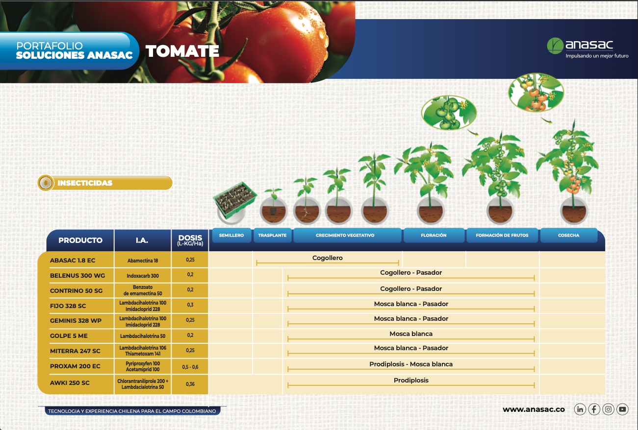 TOMATE 2